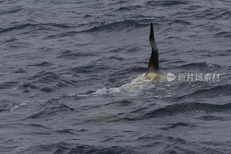 逆戟鲸(Orcinus Orca)